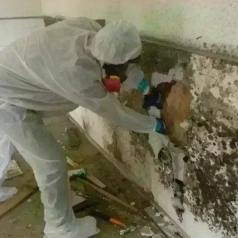 Mold Remediation and Removal in Cortez, CO